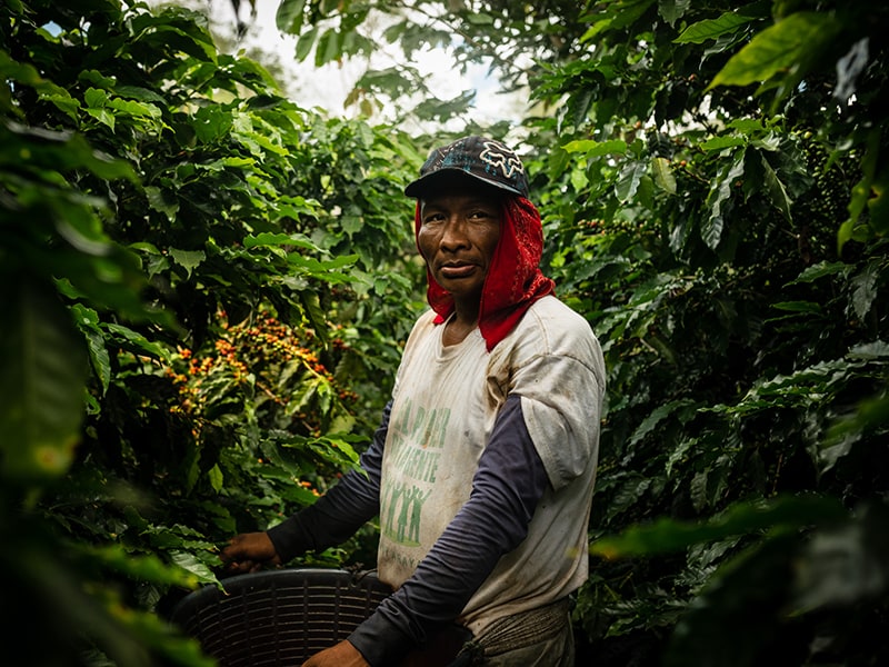 Coffee grower working in a coffee plant
